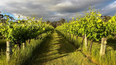 Shadow Creek McLaren Vale - Accommodation in Surfers Paradise 20