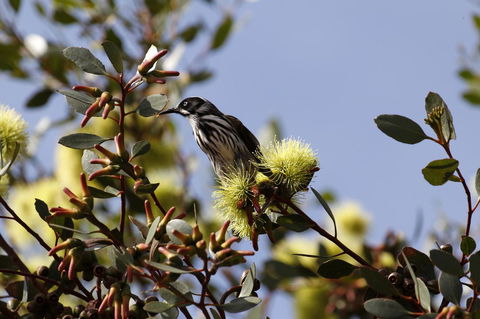 Cape Jervis Holiday Units - Accommodation in Surfers Paradise 9