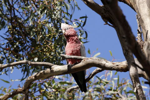 Cape Jervis Holiday Units - Accommodation in Surfers Paradise 5