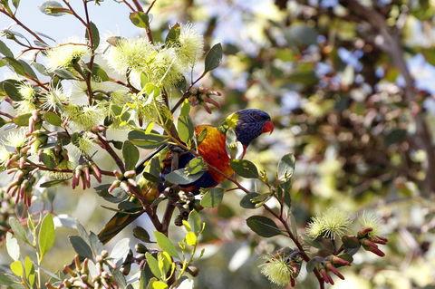 Cape Jervis Holiday Units - Accommodation in Surfers Paradise 11