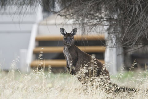 Sea Dragon Kangaroo Island - Accommodation in Surfers Paradise 12