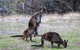 Sea Dragon Kangaroo Island - thumb 22