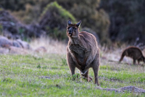 Sea Dragon Kangaroo Island - Accommodation in Surfers Paradise 26