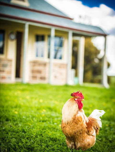 Barossa Vineyard Cottages - Accommodation in Surfers Paradise 39