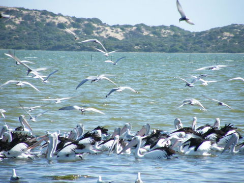Coorong Waterfront Retreat - Accommodation in Surfers Paradise 25