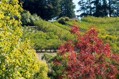 The Manor Basket Range - Accommodation in Surfers Paradise 16