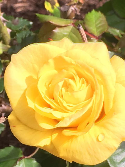 Wine And Roses Bed And Breakfast - Accommodation in Surfers Paradise 41