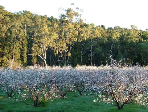 Taralee Orchards - Accommodation in Surfers Paradise 5