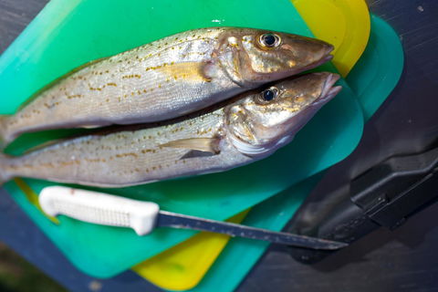 Modra\'s Apartments - Accommodation in Surfers Paradise 17