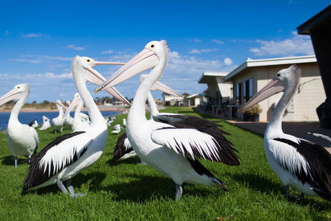 Modra\'s Apartments - Accommodation in Surfers Paradise 13