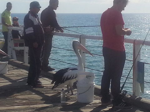 Adelaide Luxury Beach House - Accommodation in Surfers Paradise 24