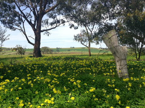 Clare Valley Cabins - Accommodation in Surfers Paradise 14