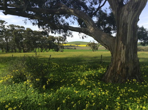 Clare Valley Cabins - Accommodation in Surfers Paradise 1