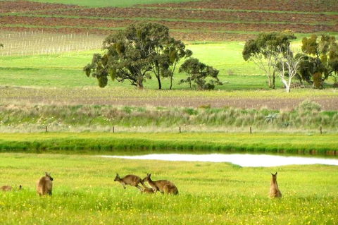 Clare Valley Cabins - Accommodation in Surfers Paradise 35
