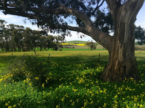 Clare Valley Cabins - Accommodation in Surfers Paradise 21