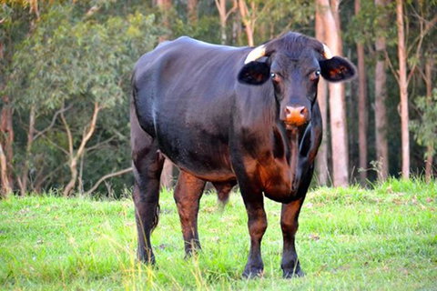 SummerHills Retreat Byron Bay - Accommodation in Surfers Paradise 38