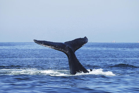 SummerHills Retreat Byron Bay - Accommodation in Surfers Paradise 30