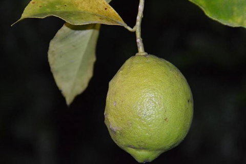 SummerHills Retreat Byron Bay - Accommodation in Surfers Paradise 34