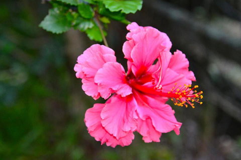 SummerHills Retreat Byron Bay - Accommodation in Surfers Paradise 35