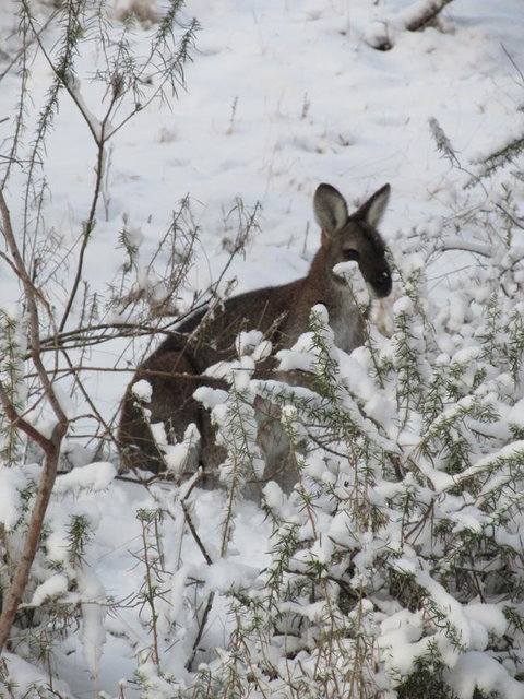 CHILL-OUT - Thredbo - Accommodation in Surfers Paradise 3