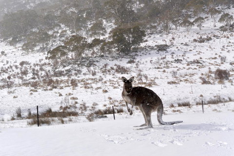 CHILL-OUT - Thredbo - Accommodation in Surfers Paradise 27