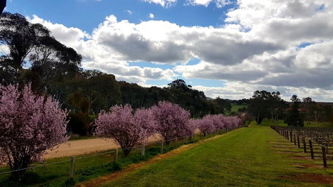 D2 At Watervale - Accommodation in Surfers Paradise 22