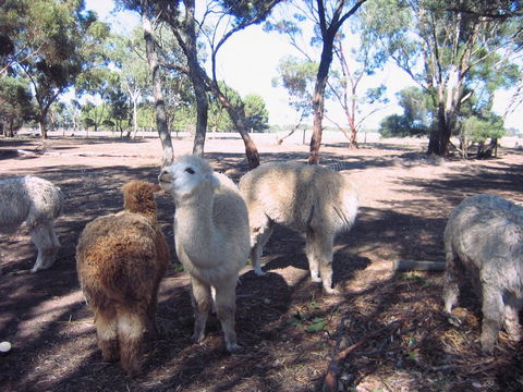 Linger Longer Vineyard - Accommodation in Surfers Paradise 20