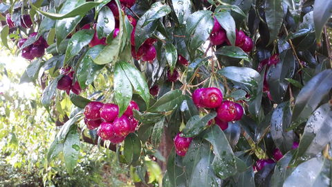 Linger Longer Vineyard - Accommodation in Surfers Paradise 16