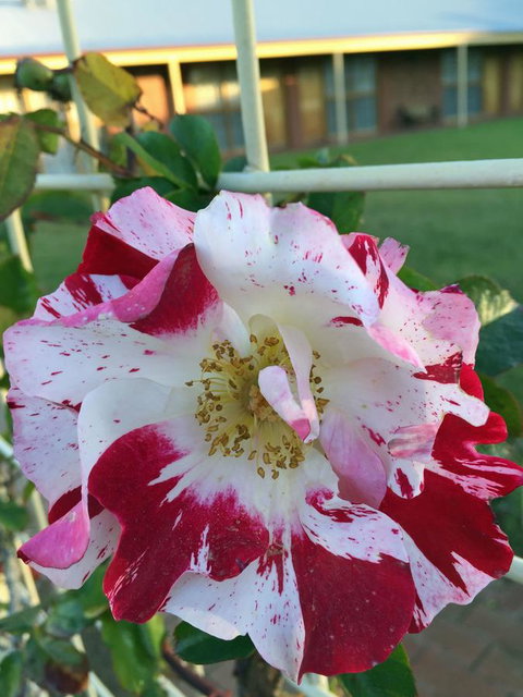 Coonawarra Place Motor Inn - Accommodation in Surfers Paradise 4