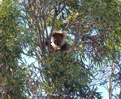 The Cape - Accommodation in Surfers Paradise 5