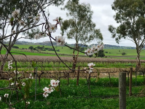 Jasmine\'s Barossa Valley Cottage - Accommodation in Surfers Paradise 20
