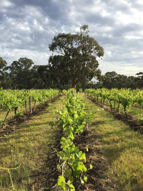 The Winemakers - Accommodation in Surfers Paradise 2