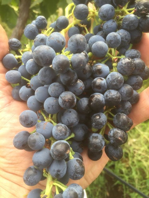 The Winemakers - Accommodation in Surfers Paradise 14