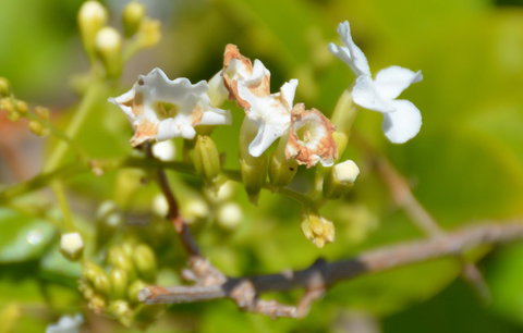 Augusta Courtyard Motel - Accommodation in Surfers Paradise 11