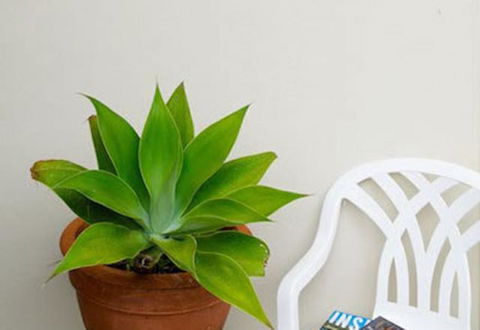 Sea & Soul Beachside Apartments - Accommodation in Surfers Paradise 9