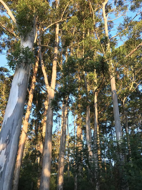 Forest Lodge Resort - Accommodation in Surfers Paradise 37