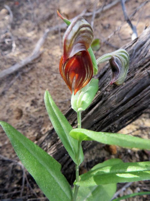 Kanga Cottage - Accommodation in Surfers Paradise 28