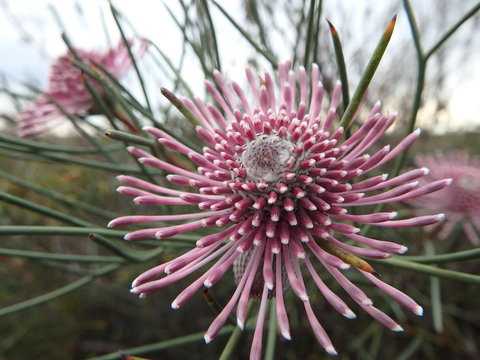 Lazy Lobster Holiday Units & Chalets - Accommodation in Surfers Paradise 19