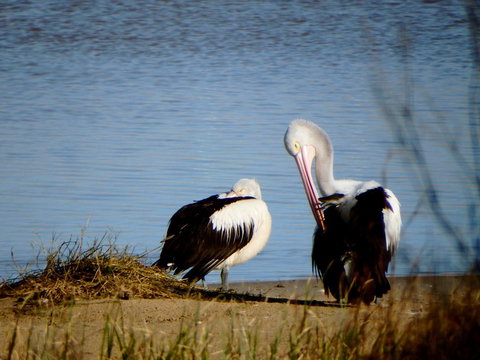 Lazy Lobster Holiday Units & Chalets - Accommodation in Surfers Paradise 33