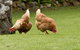 Peppermint Brook Cottages - thumb 10