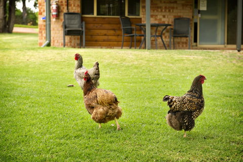Peppermint Brook Cottages - Accommodation in Surfers Paradise 12