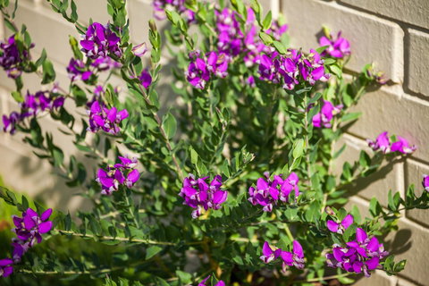 Kempsey Rose Motor Inn - Accommodation in Surfers Paradise 38