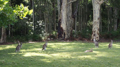 Bundle Hill Cottages - Accommodation in Surfers Paradise 15