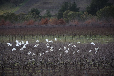 Borrodell Vineyard - Accommodation in Surfers Paradise 32