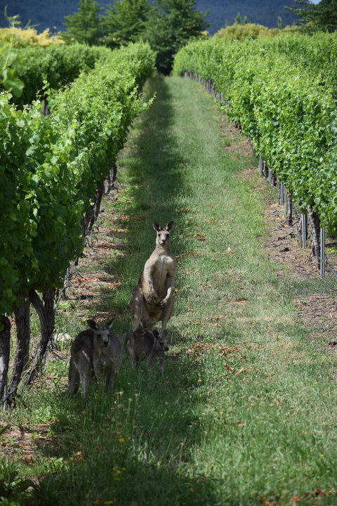 Borrodell Vineyard - Accommodation in Surfers Paradise 31