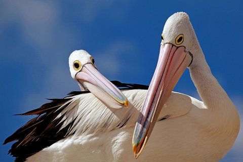 Condo 105 @ Horizons Golf Resort - Salamander Bay NSW - Accommodation in Surfers Paradise 14