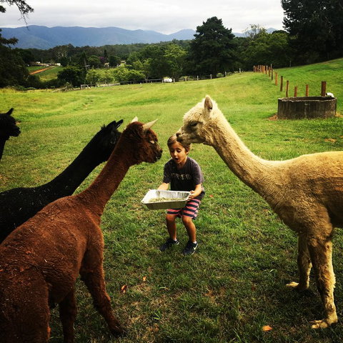 The Lodge Bellingen - Accommodation in Surfers Paradise 44