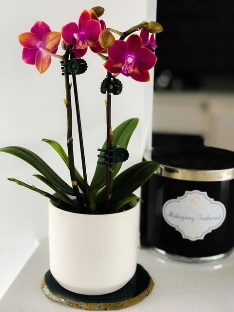 Woollahra Gem, Spectacular Views And Garden Paradise - Accommodation in Surfers Paradise 17