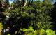 Woollahra Gem, Spectacular Views And Garden Paradise - thumb 31