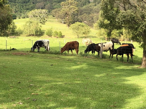 Arcadia - The Barn Cottage & Rosehill Cottage - Accommodation in Surfers Paradise 26